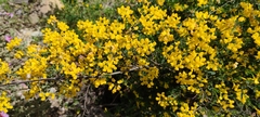 Coronilla valentina glauca