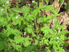 Phacelia ranunculacea