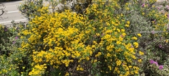 Coronilla valentina glauca