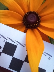 Rudbeckia
