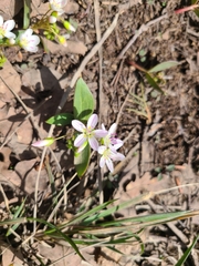 Claytonia rosea