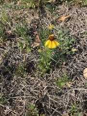 Helenium microcephalum