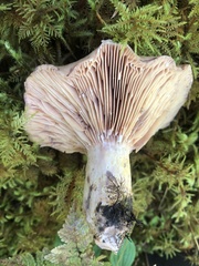 Lactarius cordovaensis
