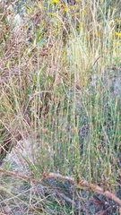 Ephedra americana