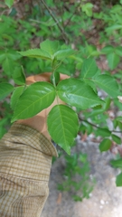 Staphylea pringlei