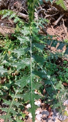 Cirsium mexicanum