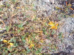 Hoffmannseggia ternata