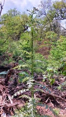 Cirsium mexicanum
