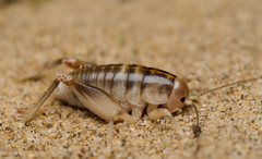 Rhachocnemis validus