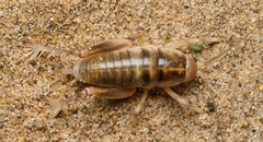 Rhachocnemis validus