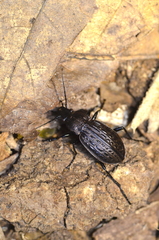 Carabus maeander maeander