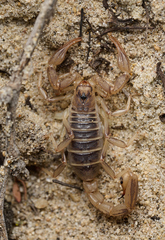 Paruroctonus maritimus