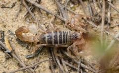 Paruroctonus maritimus