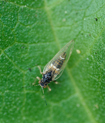 Bactericera lavaterae