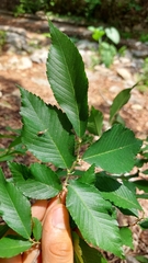 Ulmus serotina