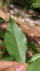 Ulmus serotina