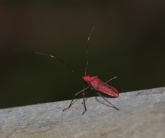 Paradasynus longirostris