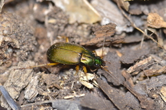 Chlaenius sericeus