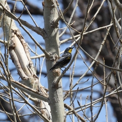 Setophaga coronata auduboni