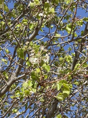 Pyrus calleryana