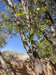 Pyrus calleryana