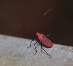 Paradasynus longirostris