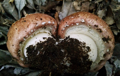 Agaricus megalocarpus