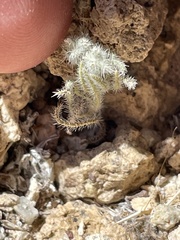 Cryptantha nevadensis