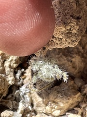 Cryptantha nevadensis