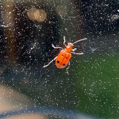 Neolema quadriguttata