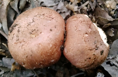 Agaricus megalocarpus