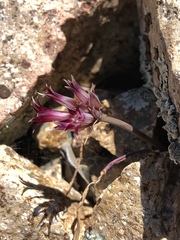 Allium monticola