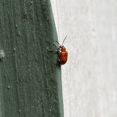 Neolema quadriguttata