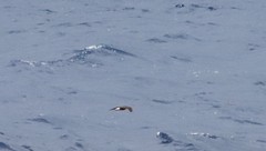 Hydrobates tethys