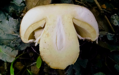 Agaricus megalocarpus