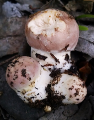 Agaricus megalocarpus