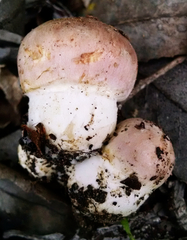 Agaricus megalocarpus