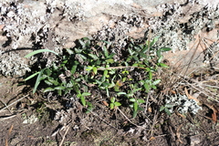 Doryopteris triphylla
