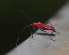 Paradasynus longirostris