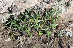 Doryopteris triphylla