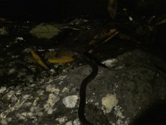 Leptodeira rubricata