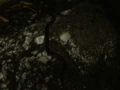 Leptodeira rubricata