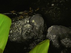 Leptodeira rubricata