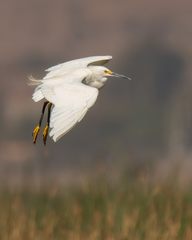 Egretta thula thula