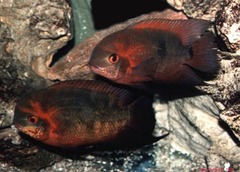 Emerald Cichlid photo 2