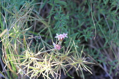 Stevia satureiifolia