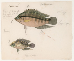 Emerald Cichlid photo 3