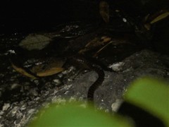 Leptodeira rubricata