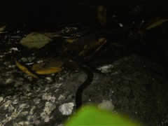 Leptodeira rubricata