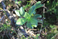 Grindelia buphthalmoides
